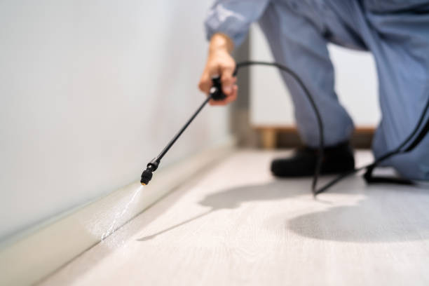 Licensed Wasp Removal service in Newaygo, MI - Show Me Pest Control